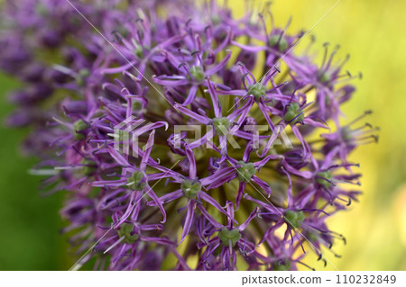 Close-up of a purple chives flower. Close-up of a purple chives flower. 110232849