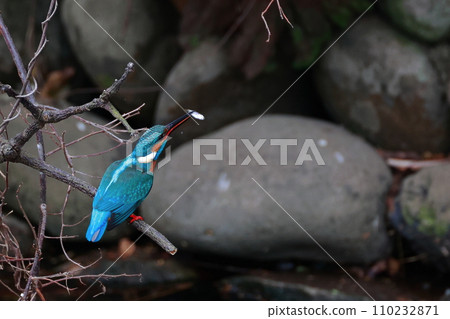 吃魚的翠鳥 110232871
