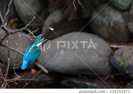 吃魚的翠鳥 吃魚的翠鳥 110232872