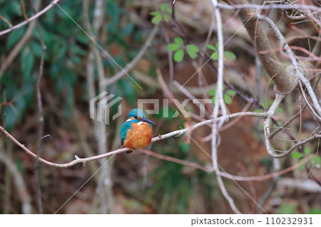 A blue kingfisher resting on a natural branch - wild bird photography A blue kingfisher resting on a natural branch - wild bird photography 110232931
