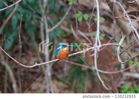 A blue kingfisher resting on a natural branch - wild bird photography A blue kingfisher resting on a natural branch - wild bird photography 110232933
