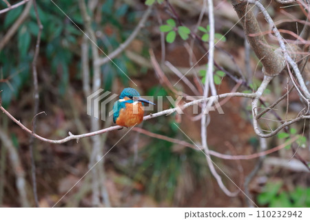 A blue kingfisher resting on a natural branch - wild bird photography A blue kingfisher resting on a natural branch - wild bird photography 110232942