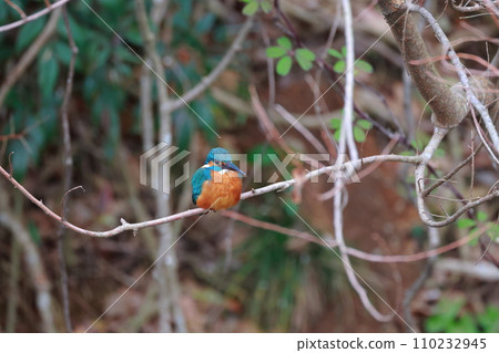 A blue kingfisher resting on a natural branch - wild bird photography A blue kingfisher resting on a natural branch - wild bird photography 110232945