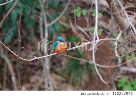 A blue kingfisher resting on a natural branch - wild bird photography A blue kingfisher resting on a natural branch - wild bird photography 110232948