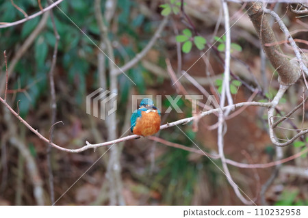 Kingfishes that stop on branches 110232958