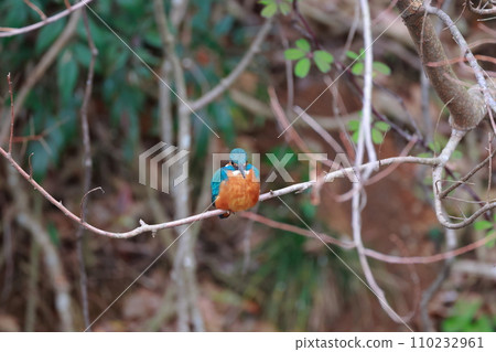 A blue kingfisher resting on a natural branch - wild bird photography A blue kingfisher resting on a natural branch - wild bird photography 110232961