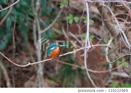 Kingfishes that stop on branches 110232969