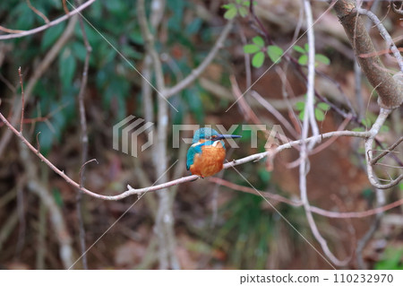 A beautiful jade-green kingfisher perched on a branch 110232970