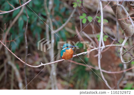 一隻美麗的翠鳥棲息在樹枝上 110232972