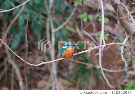 Kingfishes that stop on branches 110232975