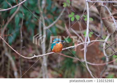 一隻美麗的翠鳥棲息在樹枝上 110232981