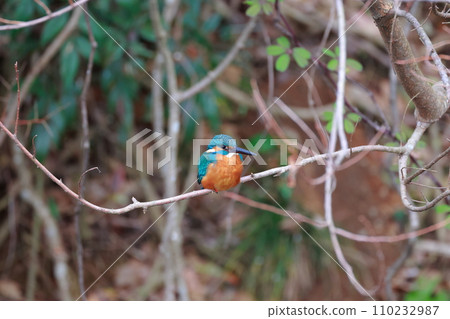 A beautiful jade-green kingfisher perched on a branch A beautiful jade-green kingfisher perched on a branch 110232987