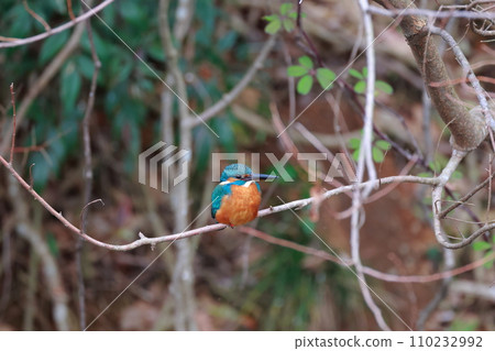 A beautiful jade-green kingfisher perched on a branch A beautiful jade-green kingfisher perched on a branch 110232992