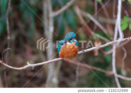 Kingfishes that stop on branches Kingfishes that stop on branches 110232999