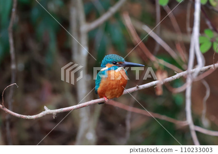 停在樹枝上的金魚 停在樹枝上的金魚 110233003