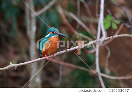 停在樹枝上的金魚 110233007