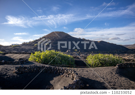 Wine growing in the black volcanic soil Wine growing in the black volcanic soil 110233052