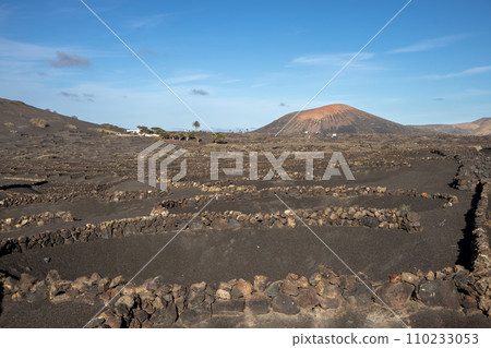 Wine growing in the black volcanic soil 110233053