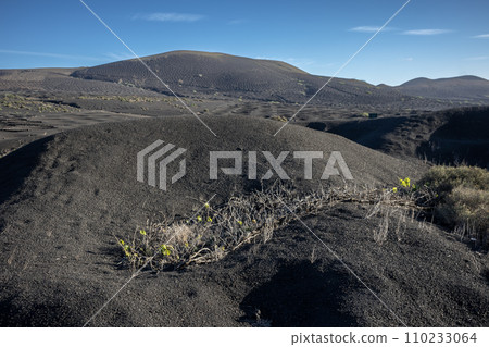 Wine growing in the black volcanic soil 110233064