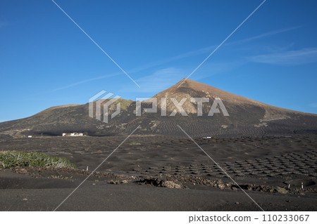 Wine growing in the black volcanic soil Wine growing in the black volcanic soil 110233067