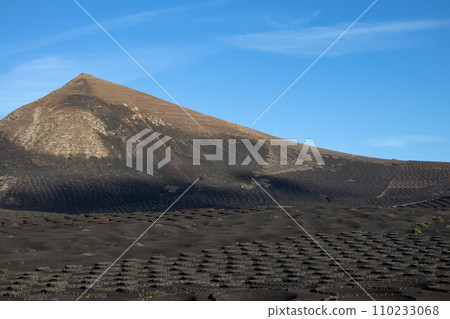 Wine growing in the black volcanic soil Wine growing in the black volcanic soil 110233068