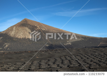 Wine growing in the black volcanic soil 110233070