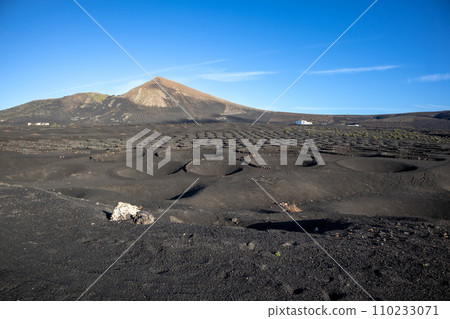 Wine growing in the black volcanic soil 110233071