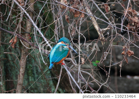 停在樹枝上的金魚 110233464