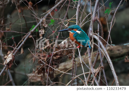 停在樹枝上的金魚 110233479