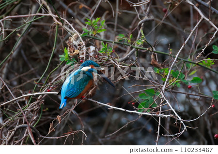 Kingfishes that stop on branches 110233487