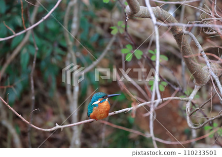 Kingfishes that stop on branches 110233501