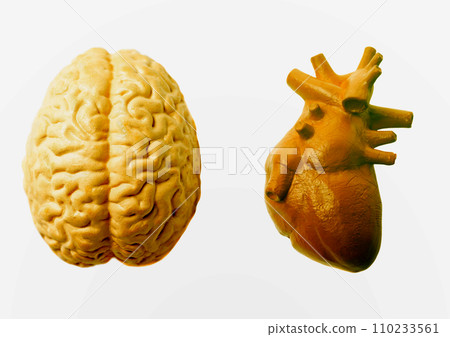 Human brain and heart, Medical, educational, anatomy and emotion feeling and mind concept 110233561