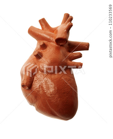 Human heart model isolated on white background ,concept of cardiology, health care, human organ transplant Human heart model isolated on white background ,concept of cardiology, health care, human organ transplant 110233569