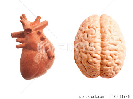 Human brain and heart, Medical, educational, anatomy and emotion feeling and mind concept 110233586