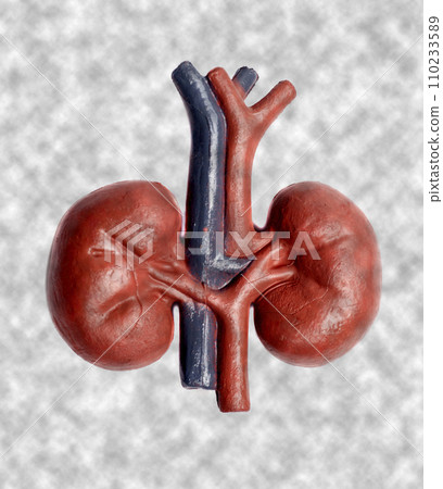 Human kidneys model concept of health care, human organ transplant, kidney transplantation Human kidneys model concept of health care, human organ transplant, kidney transplantation 110233589