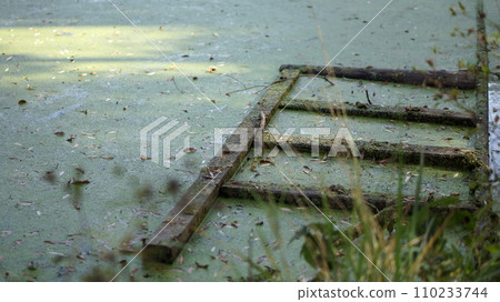 A pond, wooden frame in water, grass and foliage A pond, wooden frame in water, grass and foliage 110233744