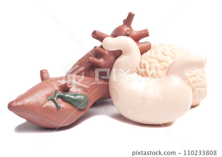 Human internal organs isolated on white background. Medicine and science concept Human internal organs isolated on white background. Medicine and science concept 110233808