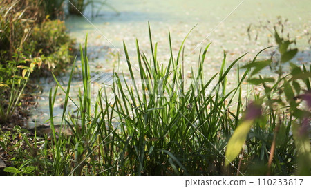 grass bush on the pond grass bush on the pond 110233817