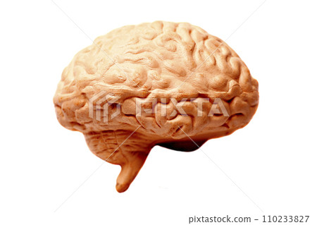 Human brain anatomical model isolated on white background Human brain anatomical model isolated on white background 110233827