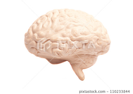 Human brain anatomical model isolated on white background Human brain anatomical model isolated on white background 110233844