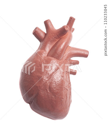 Human heart model isolated on white background ,concept of cardiology, health care, human organ transplant Human heart model isolated on white background ,concept of cardiology, health care, human organ transplant 110233845