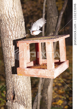 Bird flying to the feeder in the forest. Bird in motion. 110233846