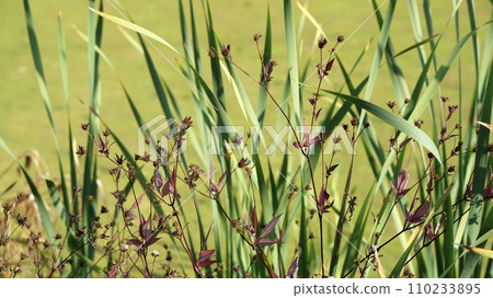 A pond and wild flowers A pond and wild flowers 110233895