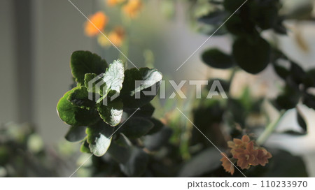 crassula and green foliage on a soft dark background 110233970