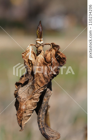 Hydrangea leaf marks and winter buds 110234206