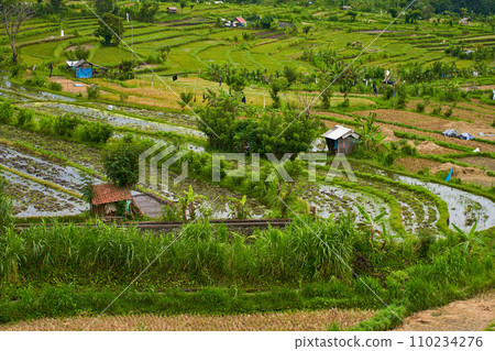 Panorama of the amazing landscape of Asian rice terraces. Palm trees in a rice paddy on the island of Bali. A view of the bright green rice fields. Panorama of the amazing landscape of Asian rice terraces. Palm trees in a rice paddy on the island of Bali. A view of the bright green rice fields. 110234276