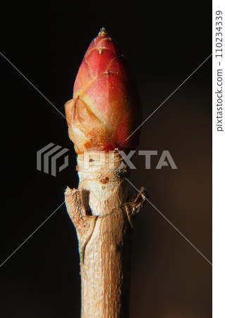 豆旦杜鵑的葉痕和冬芽 110234339