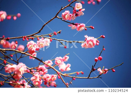 Red plum blossoms are in full bloom 110234524