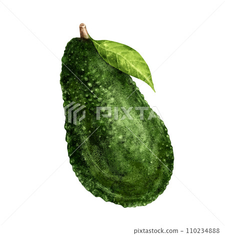 Avocado watercolor illustration hand painted 110234888