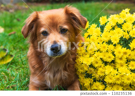 Portrait of red mixed breed dog, dog lying close to yellow chrysanthenum. Portrait of red mixed breed dog, dog lying close to yellow chrysanthenum. 110235136